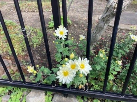 秋の花　限りなく白に近い？淡いクリーム色の花びらが愛らしい　菊の花