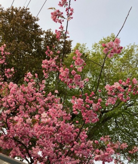 カイドウ　ピンクの花