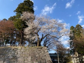 盛岡城跡公園の石垣と桜
