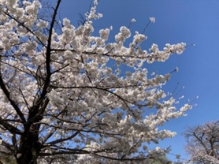 アパートの桜がこんもりと咲き誇っています。（盛岡市厨川）
