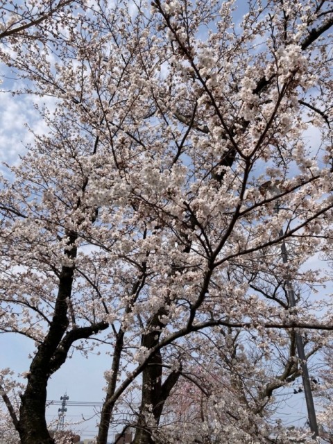 高松の池　桜満開です