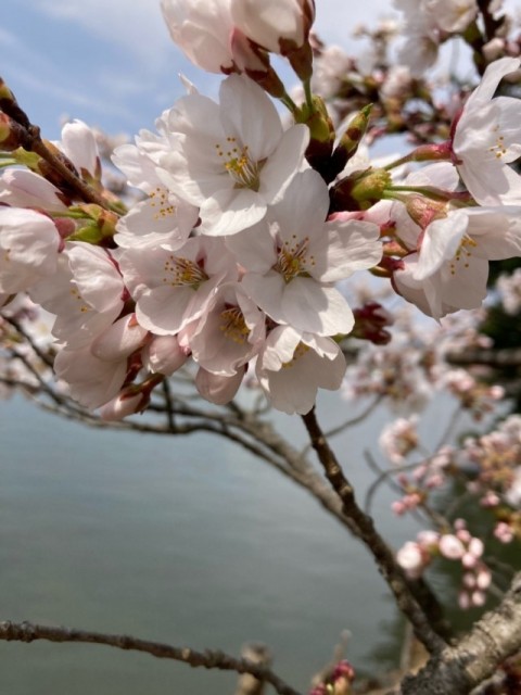 高松の池　桜色が綺麗です