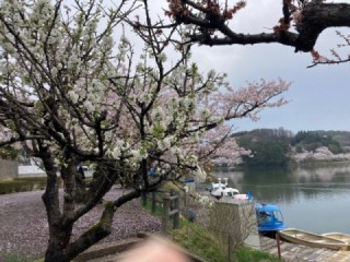 道には桜の花びらが。でもまだまだ見頃です。