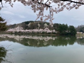 高松の池　桜が満開。水面にも桜が映し出されています。