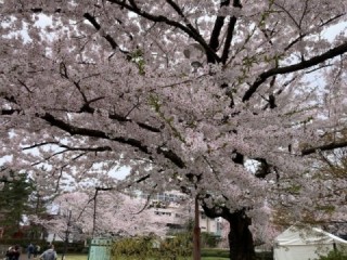 満開の桜　きれいです！