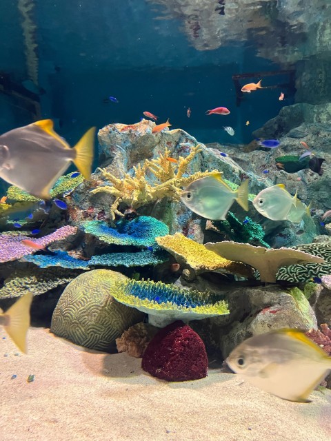 きれいな色の魚たち　水族館