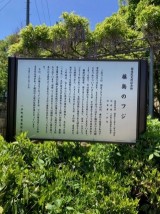 藤島のフジ　国指定天然記念物