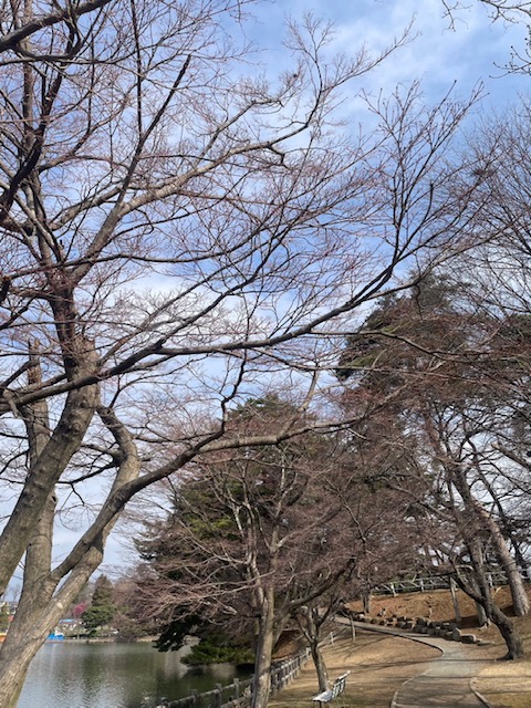 盛岡市　高松の池　もう少しすると賑わいそうです。