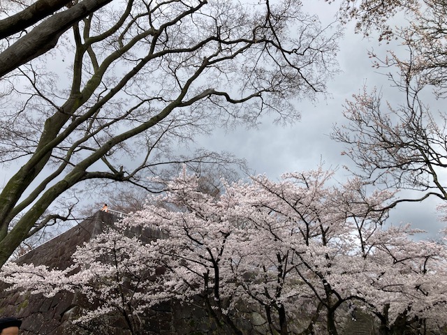 盛岡城跡公園　桜が満開です
お花見でたくさんの人で賑わっていました