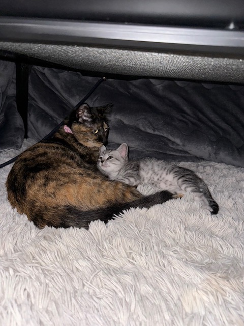 愛猫たちの居場所はこたつの中。なので、こたつはまだ片付けられない。